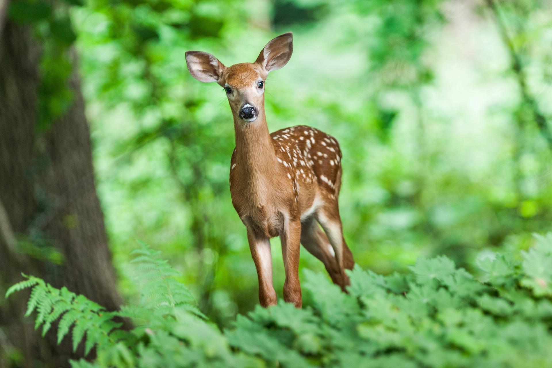 Wildlife